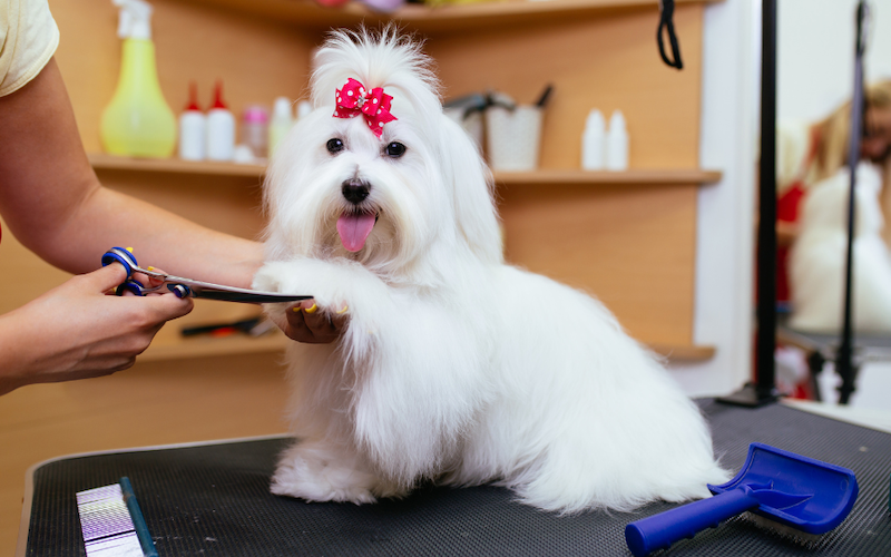 Insurance for Pet Groomers Garzor Insurance for Pet Groomers
